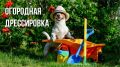 Как защитить грядки от шалостей вашей собаки: советы для заботливых владельцев