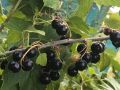 Секреты успешной смородины: как осенняя подкормка меняет игру
