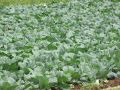Как правильно сажать после капусты: секреты успешного севооборота