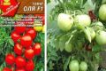 Почему томаты сорта Оля стали фаворитом среди гурманов и агрономов