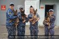 Щенки немецкой овчарки прибыли на службу В УФСИН по Владимирской области