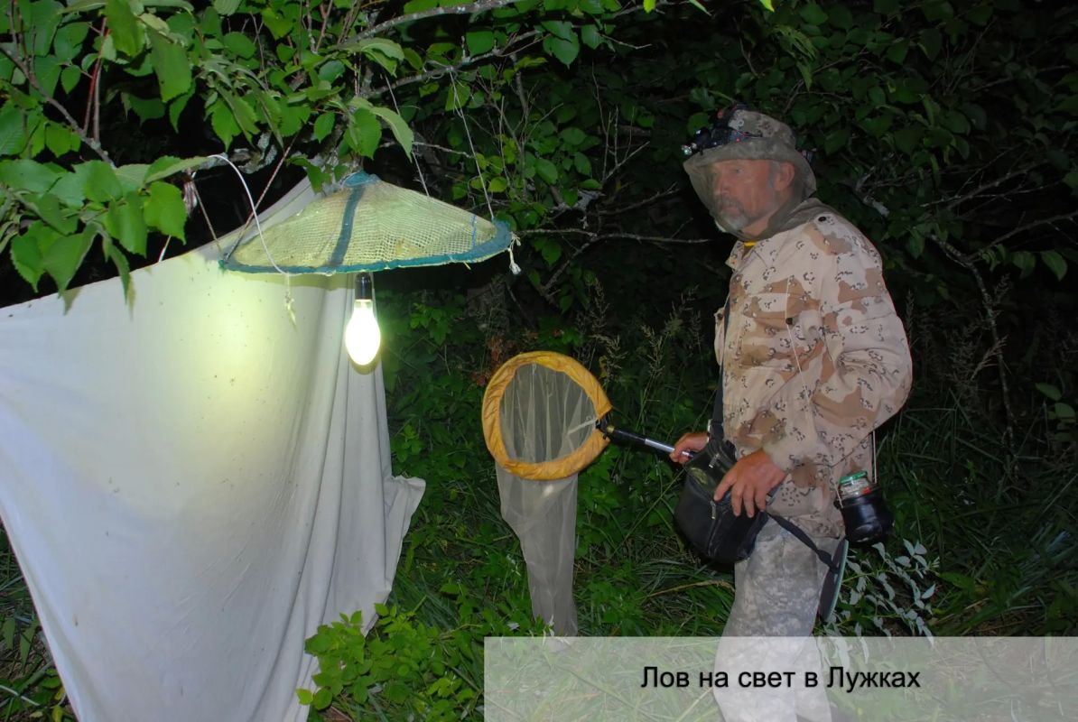 Во Владимирской области стартовали масштабные исследования фаунистического разнообразия насекомых Во Владимирской области стартовали масштабные исследования фаунистического разнообразия насекомых