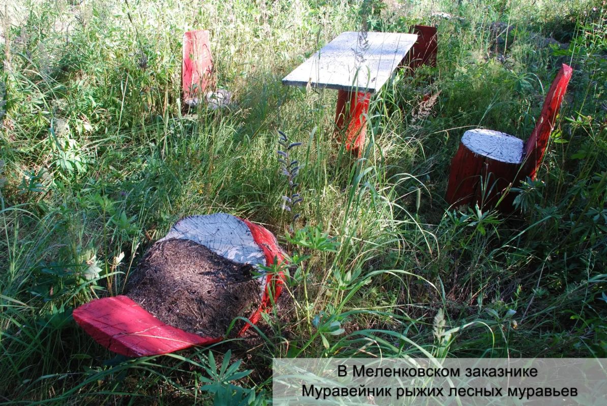 Во Владимирской области стартовали масштабные исследования фаунистического разнообразия насекомых Во Владимирской области стартовали масштабные исследования фаунистического разнообразия насекомых