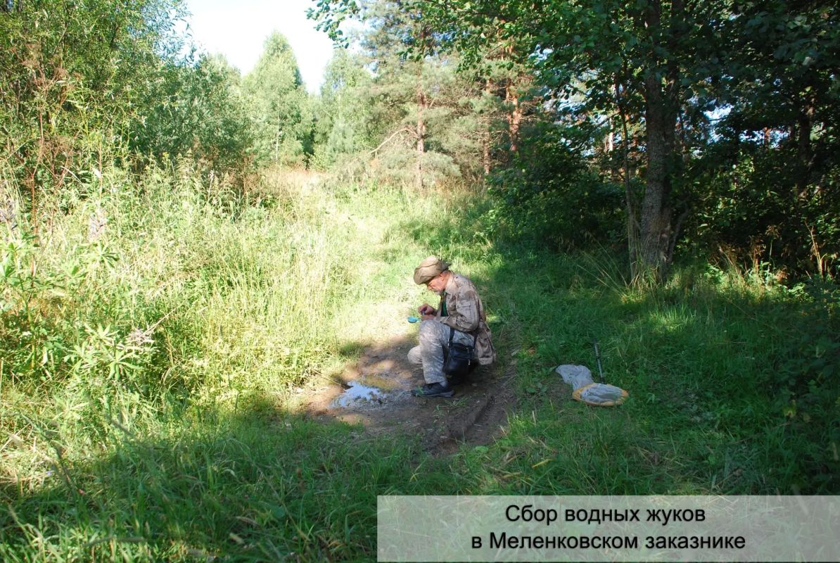 Во Владимирской области стартовали масштабные исследования фаунистического разнообразия насекомых Во Владимирской области стартовали масштабные исследования фаунистического разнообразия насекомых