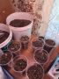 В Суздале прокурор направил в суд уголовное дело в отношении местного «наркоплантатора»