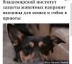 ФГБУ «ВНИИЗЖ» и Национальный ЗОО-союз запускают совместную инициативу по поддержке приютов для животных