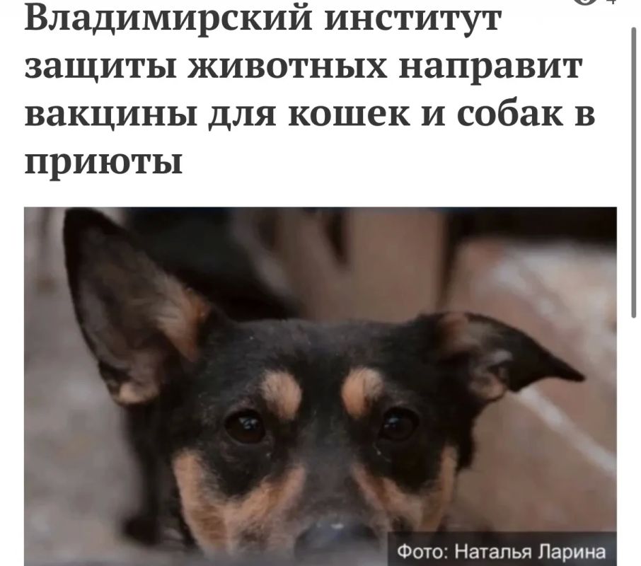 ФГБУ «ВНИИЗЖ» и Национальный ЗОО-союз запускают совместную инициативу по поддержке приютов для животных