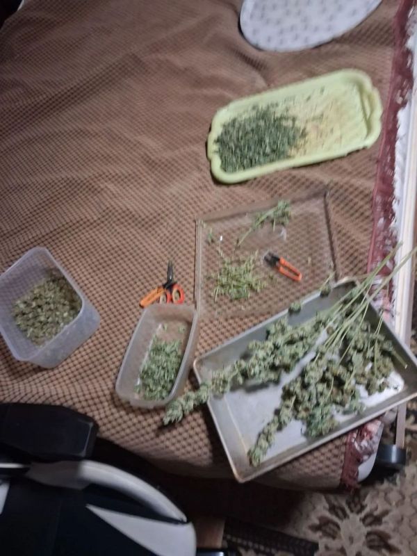 В Кольчугино прокурор отправил на скамью подсудимых местного жителя за хранение марихуаны и растений конопли В Кольчугино прокурор отправил на скамью подсудимых местного жителя за хранение марихуаны и растений конопли