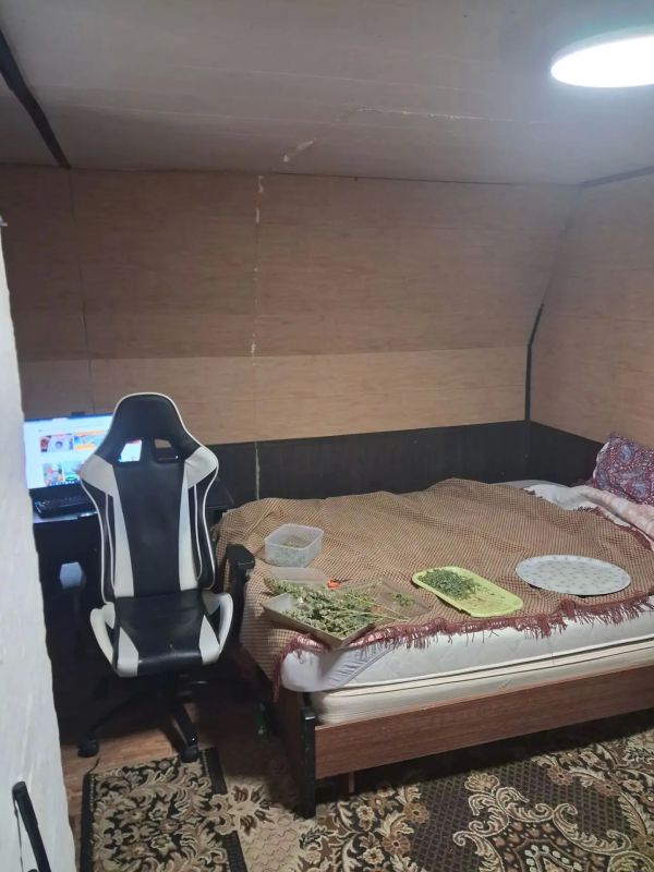 В Кольчугино прокурор отправил на скамью подсудимых местного жителя за хранение марихуаны и растений конопли В Кольчугино прокурор отправил на скамью подсудимых местного жителя за хранение марихуаны и растений конопли