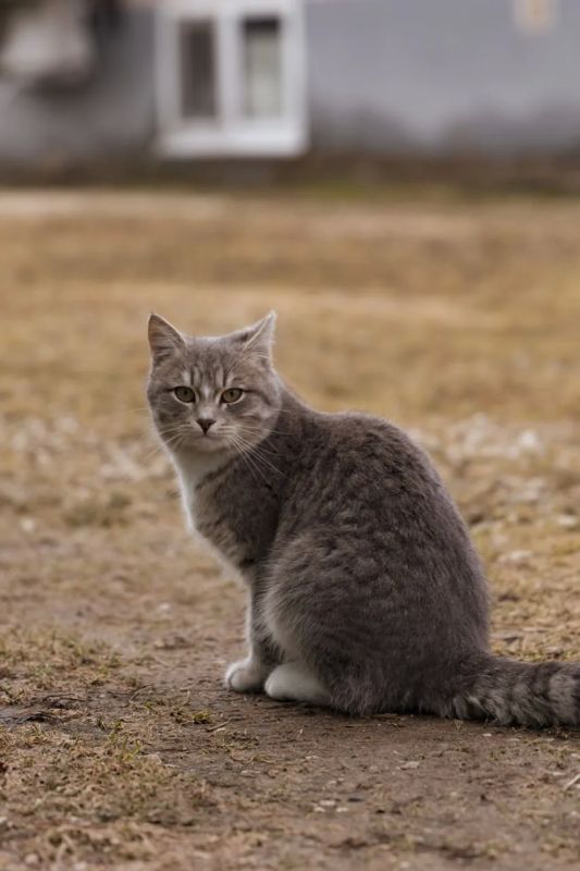Сегодня Всемирный день кошек! Сегодня Всемирный день кошек!