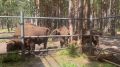 Зубры и ровный асфальт: какая связь?