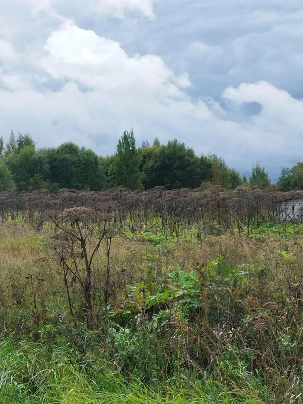 Вязниковской межрайонной прокуратурой приняты меры реагирования по фактам бесконтрольного произрастания «Борщевика Сосновского» Вязниковской межрайонной прокуратурой приняты меры реагирования по фактам бесконтрольного произрастания «Борщевика Сосновского»