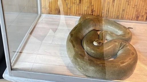 25 императорских удавов получили «зеленый свет» для поездки из Владимира в Москву